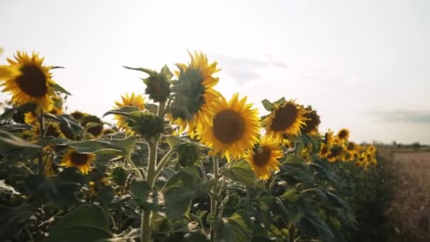 Zonnebloemen Veld Achtergrond Landbouw Oogstconcept Oekraïne Werelds Eerste Exporteur Van — Stockvideo