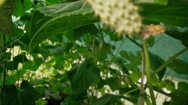 Seranın iç kısımlarında salatalık yetişiyor. Çiğ organik sebzeler, taze yiyecekler, bahçede hasat, tarım, tarım konsepti. Olgunlaşma süreci. Çevre koruma.