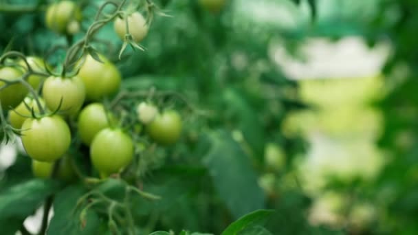 Рослини Помідорів Ростуть Гілці Тепличному Інтер Єрі Сирі Органічні Овочі — стокове відео