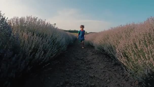 Забавный Маленький Мальчик Бежит Между Цветущими Фиолетовыми Кустами Лаванды Счастливого — стоковое видео