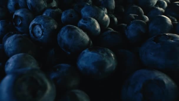 Amazing Fresh Ripe Bilberries Gigantic Acai Berries Extreme Macro Slider — Stock Video
