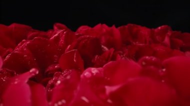 Makro manzara, çiçek açan güllerin altında sürgülü hareketler, tomurcukların üzerinde yapraklar. Yaz çiçekli halı dokusu - kırmızı çiçekler çiçek arkaplanı. Makro çiçek açan doğa manzarası. Düğün, Sevgililer Günü konsepti