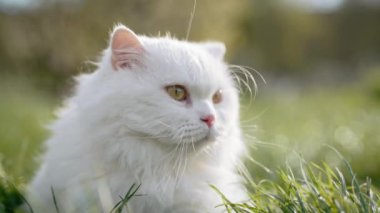 Beyaz İskoçya 'nın sevimli portresi yeşil çimenlik arka planda düz tüylü kedi. Lüks evcil kedi, doğa yürüyüşünde temiz hava soluyor..