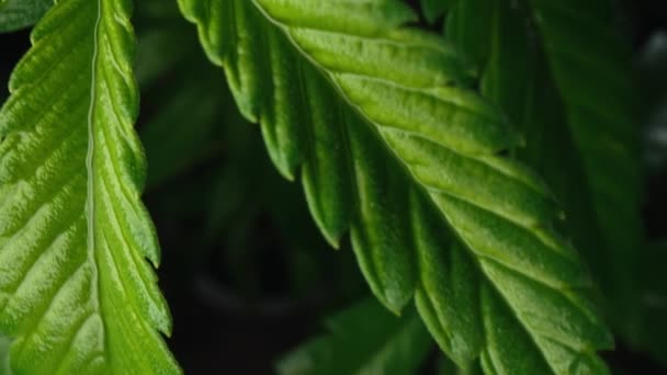 Thc Cannabisproductie Hennepteelt Sativa Indica Onkruid Teelt Extreem Macro Dolly — Stockvideo