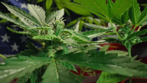 Marihuana Kweken Sativa Onkruidplant Amerikaanse Vlag Achtergrond Biologische Teelt Van — Stockvideo