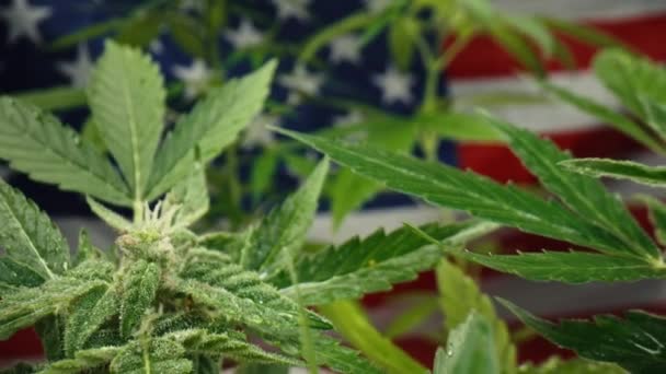 Coltivare Marijuana Pianta Erba Sativa Sfondo Bandiera Americana Coltivazione Biologica — Video Stock