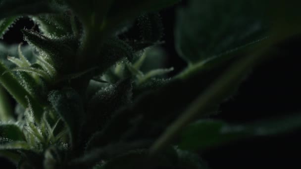 Extreem Macro Van Cannabis Hennepplant Met Trichomen Marihuana Kweken Topstructuur — Stockvideo