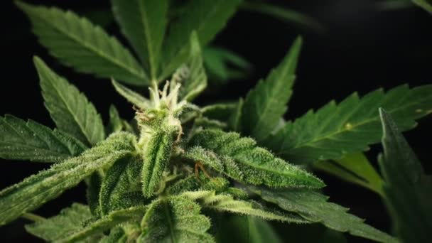 Produção Cannabis Thc Cultivo Cânhamo Sativa Cultivo Ervas Daninhas Indica — Vídeo de Stock