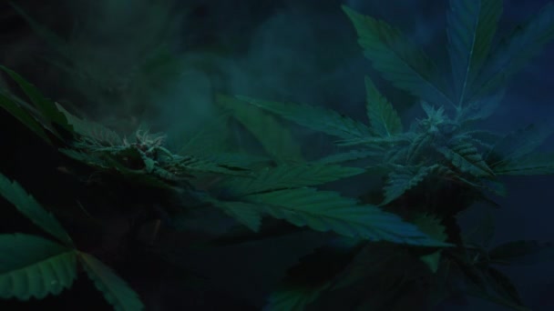 Macro Cannabisplant Struik Violette Rookwolk Biologische Teelt Van Kruiden Indica — Stockvideo