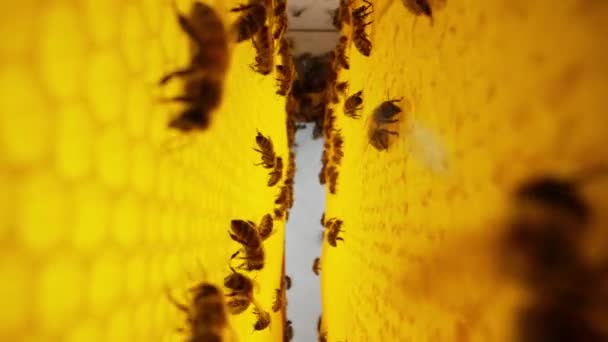 蜂群聚集在蜂窝上 极端的宏观滑块镜头 昆虫在木制蜂窝中工作 从花朵花粉中采集花蜜 制造甜蜂蜜 养蜂概念 集体工作 — 图库视频影像