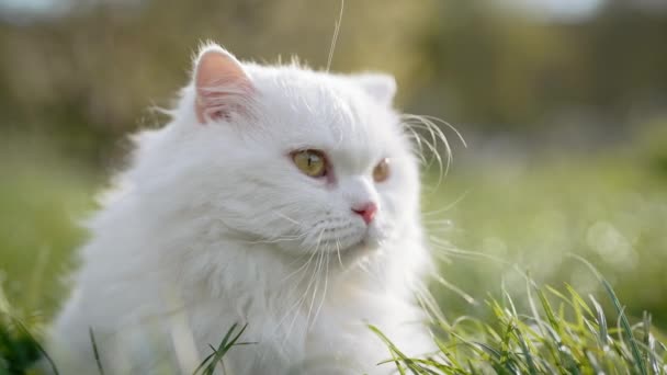 Aranyos Portré Fehér Felföld Egyenes Bolyhos Macska Zöld Gyep Háttér — Stock videók
