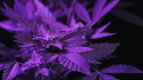 Macro Cespuglio Piante Cannabis Nube Fumo Viola Coltivazione Biologica Marijuana — Video Stock
