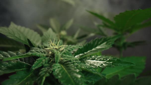Cannabispflanzenbusch Rauchwolke Auf Polizeiblinkern Hintergrund Marihuana Hanf Betäubungsmittel Drogenhandel Illegale — Stockvideo
