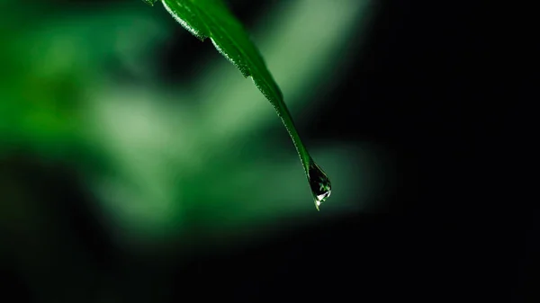 Water Drip Morning Dew Falls Fresh Cannabis Leaf Grass Blade — Stock Photo, Image