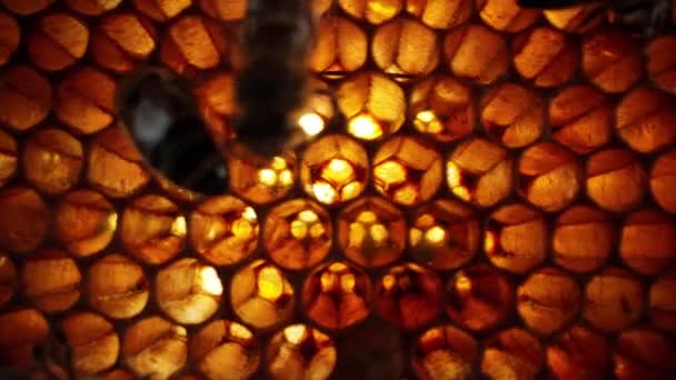 Včely Rojí Voštinových Plástech Extrémní Makroposuvné Záběry Kamera Pohybuje Hluboko — Stock video