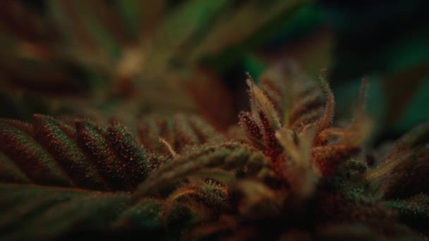 Indica Rasterized Cannabis Herbal Luz Néon Brilhante Sativa Arbusto Maconha — Vídeo de Stock