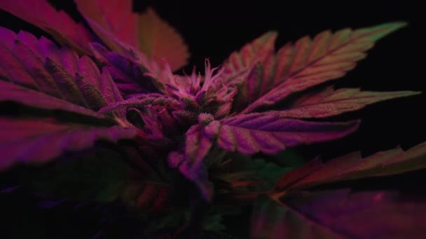 光るネオンライトのサティバマリファナ植物 インディカはハーブ大麻の葉のマクロの詳細な背景をラスタライズしました ヘンプ栽培 高品質の4K映像 — ストック動画
