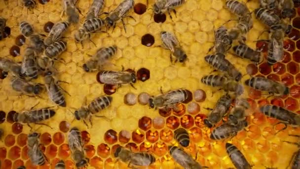Οικογένειες Μελισσών Που Εργάζονται Κηρήθρα Στο Μελισσοκομείο Ζωή Της Μέλισσας — Αρχείο Βίντεο