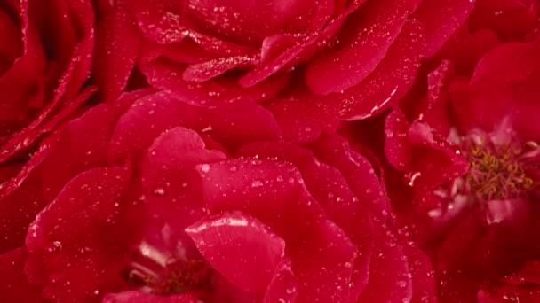 Макро Вид Ползунок Движется Цветущими Розами Лепестки Бутонах Летний Цветочный — стоковое видео