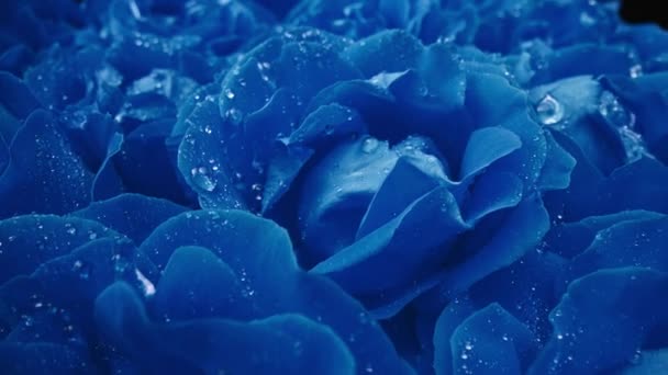 Rosas Azuis Florescendo Pétalas Grande Broto Textura Superfície Tapete Floral — Vídeo de Stock