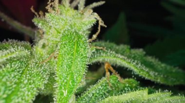 Son derece makro düzeyde kenevir bitkisi ve trikome. Marihuana yetiştiriyorum, tomurcuk dokusu. Tıbbi kullanım, tedavi ya da eğitim için organik yetiştirme. Yüksek kalite 4k görüntü