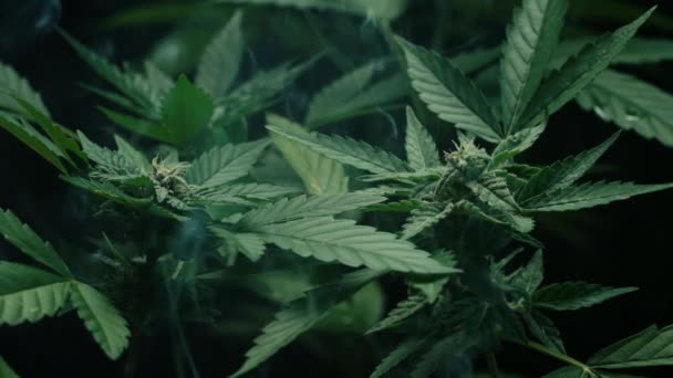 Macro Cespuglio Piante Cannabis Nube Fumo Coltivazione Biologica Marijuana Indica — Video Stock