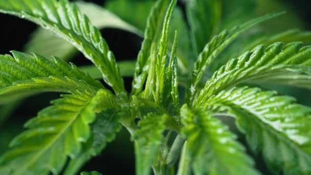 Cultivando Marihuana Hojas Hierba Sativa Brotes Bajo Gotas Lluvia Textura — Vídeos de Stock