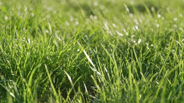 Proste Tło Zielony Trawnik Świeżej Trawy Naturalna Łąka Kołysząca Się — Wideo stockowe