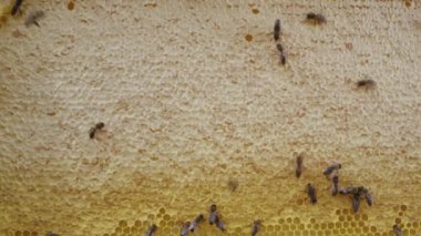 Arı ailesi arı kovanında bal peteği üzerinde çalışıyor. Kovandaki Carniolan bal arısının hayatı. Arıcılık kavramı, ticari tozlaştırıcılar, gıda üreticileri. Yüksek kalite 4k
