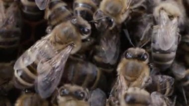Arılar bal peteğine üşüşüyor, makro sürgülü kamera görüntüleri. Tahta arı kovanında çalışan böcekler, çiçek poleninden nektar toplarlar, tatlı bal yaratırlar. Uyum sağlama kavramı, kolektif çalışma.