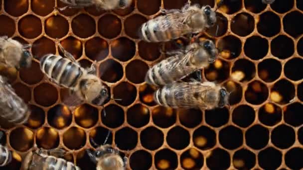 Бджоли Роїться Медовому Комбінаті Екстремальні Макро Повзунки Комахи Працюють Дерев — стокове відео