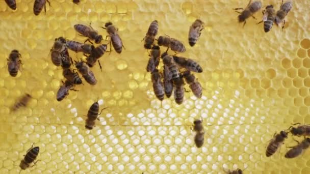 Bijenfamilie Werkt Aan Honingraat Bijenstal Leven Van Carniolan Honingbij Korf — Stockvideo