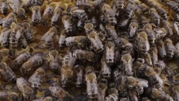 蜂群聚集在蜂窝上 极端的宏观滑块镜头 昆虫在木制蜂窝中工作 从花朵花粉中采集花蜜 制造甜蜂蜜 养蜂概念 集体工作 — 图库视频影像