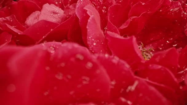マクロビュー 花のバラ 芽の上の花びら 夏の花の花束の表面の質 赤い花は花の背景を咲かせました マクロブルーミングの自然観 結婚式 バレンタインデーのコンセプト — ストック動画