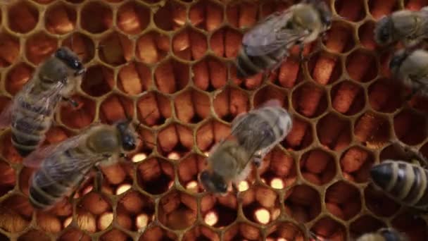 Rodzina Pszczół Pracująca Nad Plastrem Miodu Pasiece Życie Carniolańskiej Pszczoły — Wideo stockowe