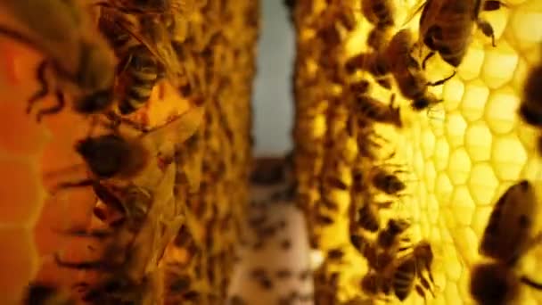 Bees Swarming Honeycomb Extreme Macro Slider Footage Insects Working Wooden — Stock Video