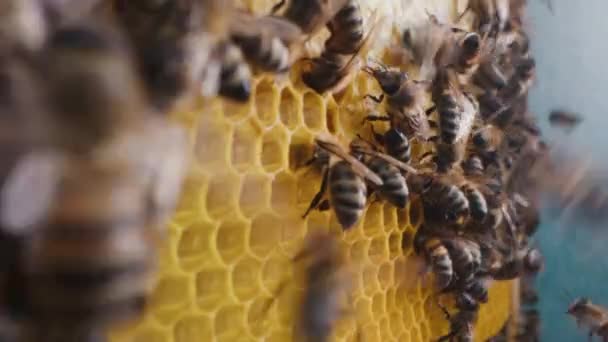 Včely Rojí Voštinových Plástech Extrémní Makro Záběry Hmyz Pracující Dřevěném — Stock video