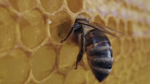 Včelí Rodina Pracuje Plástech Včelíně Život Karniolské Včely Úlu Pojetí — Stock video