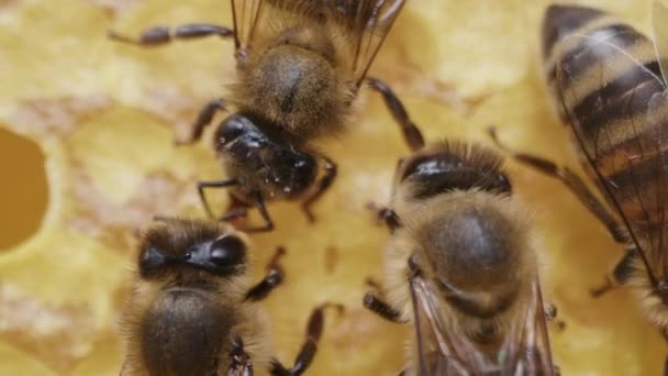 蜂が蜂の巣に群がって極端なマクロ映像を 花の花粉から蜜を集め 木の巣で働く昆虫は甘い蜂蜜を作ります 集合的作業の概念 — ストック動画