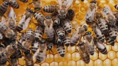 Bal peteğine üşüşen arılar, aşırı makro görüntüler. Tahta arı kovanında çalışan böcekler, çiçek poleninden nektar toplarlar, tatlı bal yaratırlar. Uyum sağlama kavramı, kolektif çalışma.