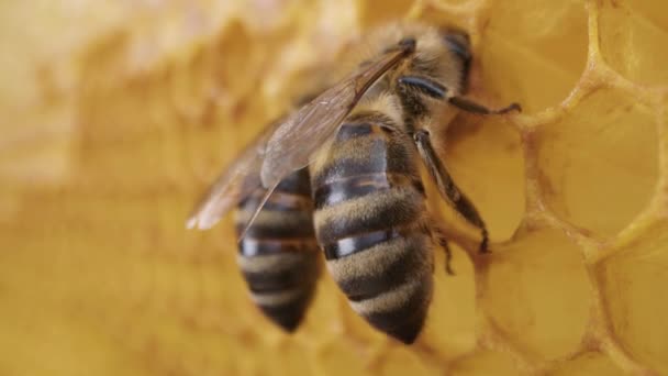 Méhcsalád Méhsejtszerkezeten Dolgozik Méhészetben Karniolai Mézelő Méh Élete Kaptárban Méhészet — Stock videók