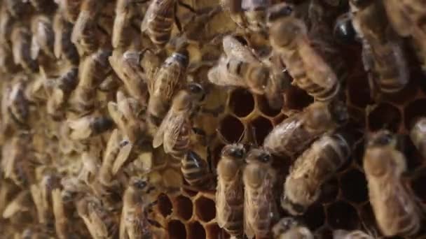 Abejas Pululando Panal Metraje Macro Extremo Los Insectos Que Trabajan — Vídeo de stock