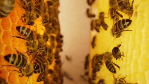 Abejas Pululando Panal Metraje Macro Extremo Los Insectos Que Trabajan — Vídeo de stock