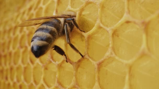 養蜂場でハニカムに取り組んでいるミツバチの家族 カルニョーラン蜂蜜ハチミツの生涯 商業用受粉機 食糧生産者の概念 高品質4Kについて — ストック動画