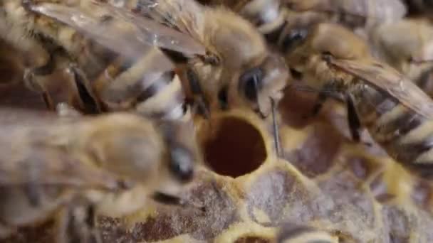 Bienenfamilie Bei Der Arbeit Der Bienenwabe Der Imkerei Das Leben — Stockvideo