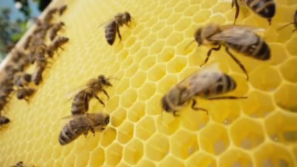Pszczoły Rojące Się Plastrze Miodu Ekstremalne Makro Owady Pracujące Drewnianym — Wideo stockowe