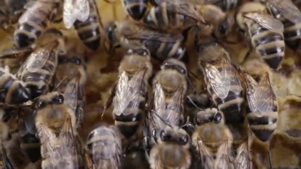 벌집에서 벌집에 하이브에 카니올라 꿀벌의 상업용 꽃가루 생산자의 고품질 — 비디오