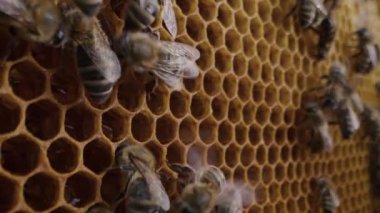 Bal peteğine üşüşen arılar, aşırı makro görüntüler. Tahta arı kovanında çalışan böcekler, çiçek poleninden nektar toplarlar, tatlı bal yaratırlar. Uyum sağlama kavramı, kolektif çalışma.