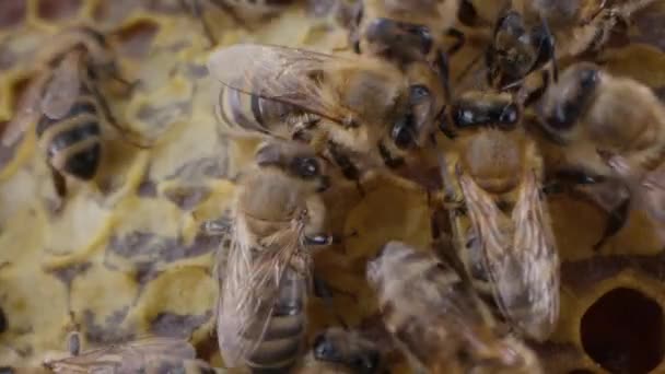Rodzina Pszczół Pracująca Nad Plastrem Miodu Pasiece Życie Carniolańskiej Pszczoły — Wideo stockowe