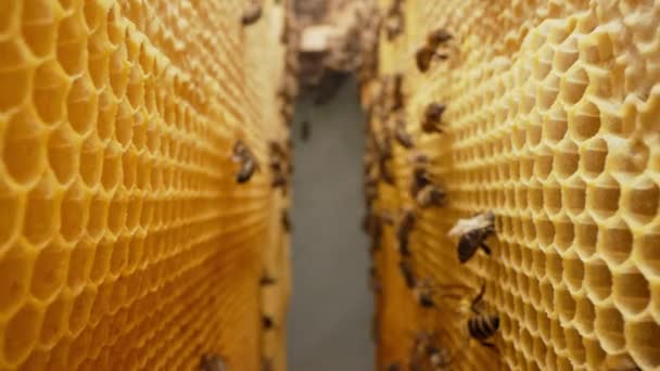 Bees Family Working Honeycomb Apiary Life Carniolan Honey Bee Hive — Stock Video
